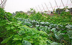 含腐植酸水溶肥产业实现转型升级